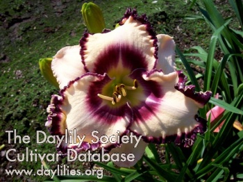 Daylily Stupid in Love