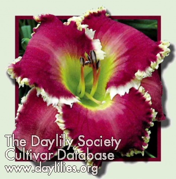 Daylily Substance of Fire