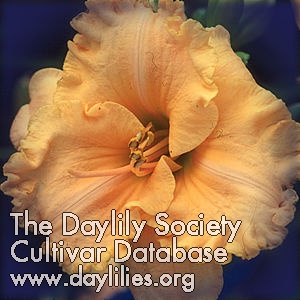 Daylily Summer Hymns