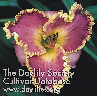 Daylily Summer Solstice