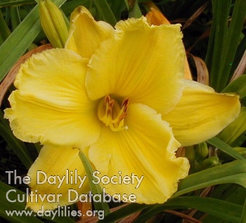 Daylily Sunbow