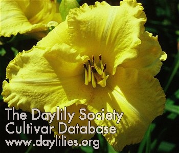 Daylily Sunny Disposition