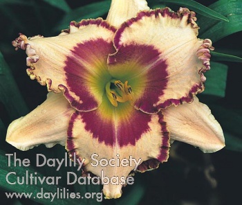 Daylily Superstitious Satisfaction