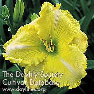 Daylily Symmetry in Yellow