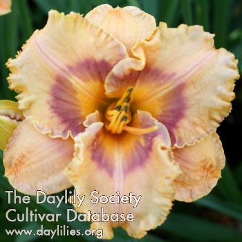 Daylily Tennessee Afterglow