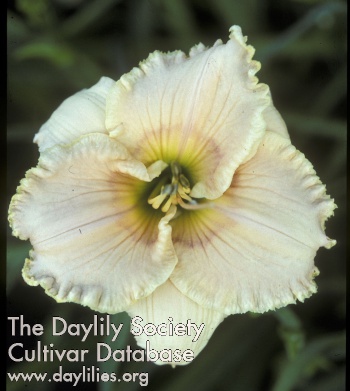 Daylily Tennessee Memories
