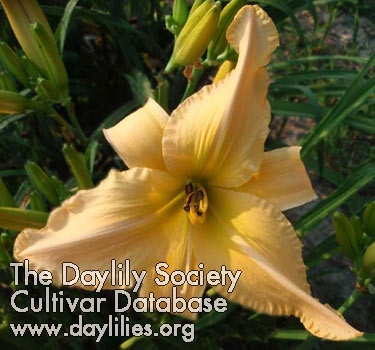 Daylily Touch of Nectar