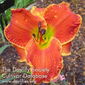 Daylily Toy Soldier