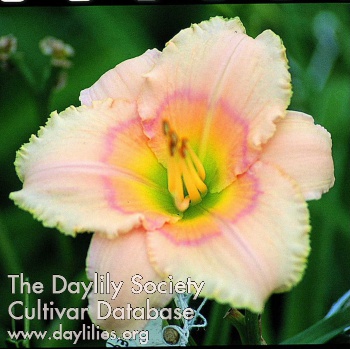 Daylily Twilight in Tangiers