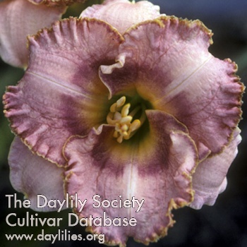 Daylily Two Faces of Eve