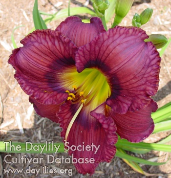 Daylily Table Rock