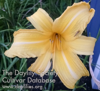 Daylily Tall Frosty Cold One