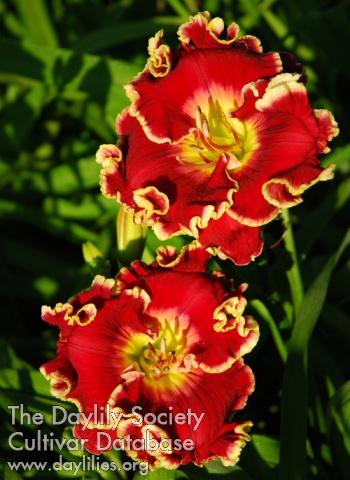 Daylily Talladega