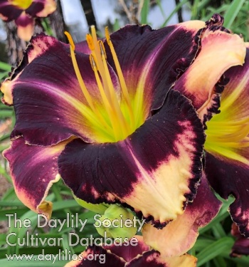 Daylily Talquin's Country Girl