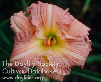 Daylily Tani