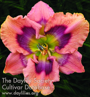 Daylily Tavares Special Effects