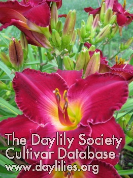 Daylily Teaberry Tycoon