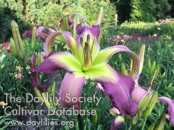 Daylily Teach Me to Fly