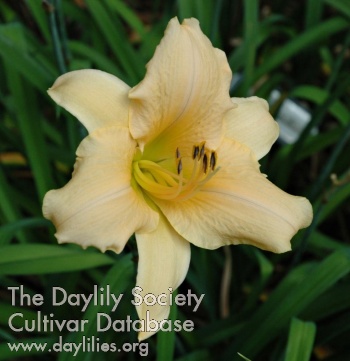 Daylily Teahouse Geisha