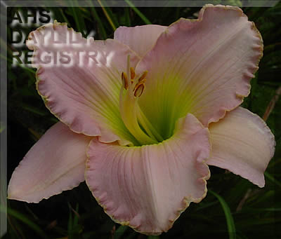 Daylily Tears from Heaven