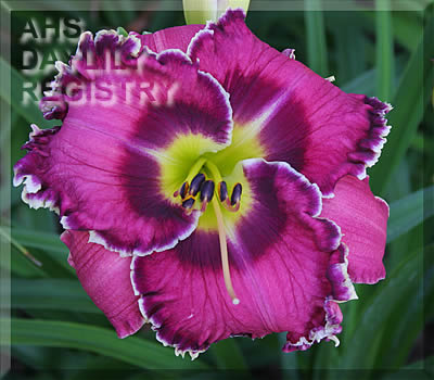 Daylily Tears for Gus