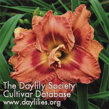 Daylily Ted's Tee Time
