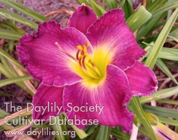 Daylily Ted's Huckleberry