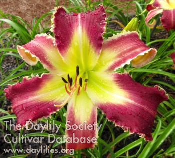 Daylily Teeth Cleaning