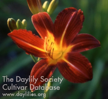 Daylily Temple Red