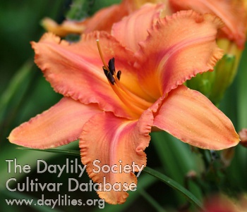 Daylily Ten Cent Wings