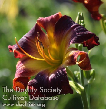 Daylily Tender is the Night