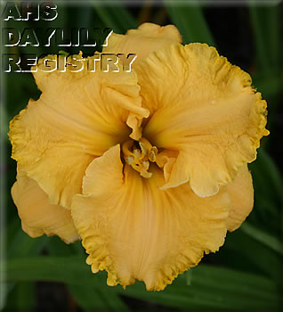 Daylily Tennessee Titan