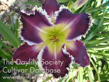 Daylily Terrible Swift Sword