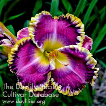 Daylily Texcoco