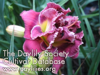 Daylily Thanks for Last Night