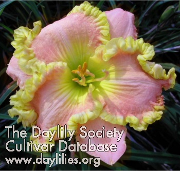 Daylily That Thing You Do