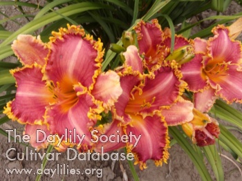 Daylily The Bartelmo's Journey Home