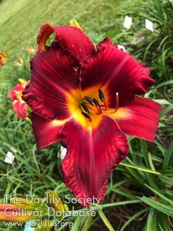 Daylily The Chill Is On