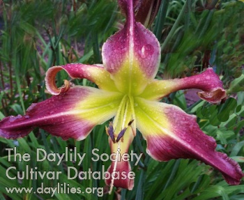 Daylily The Crazy Plant Lady