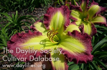Daylily The Green Hammer