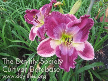 Daylily The Incredible Lukester