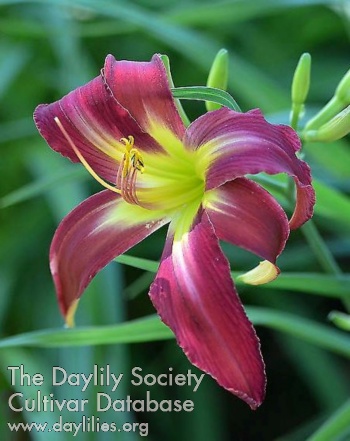Daylily The King's Violins