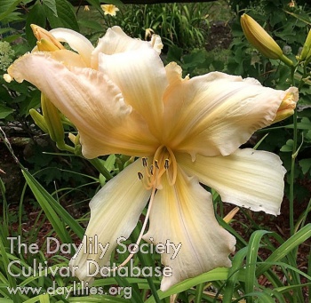 Daylily The Quebec Choir