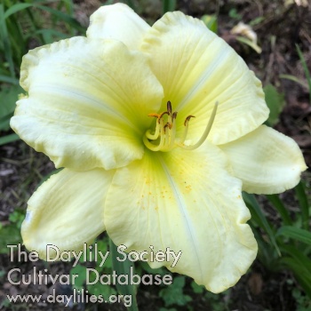 Daylily The Big Dig