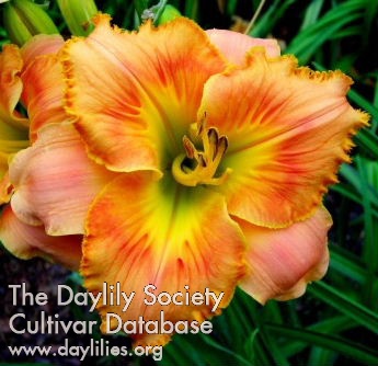 Daylily The Butler Did It