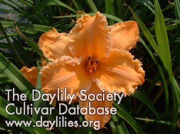 Daylily The Fifth Element