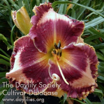 Daylily The First Time I Saw You
