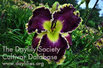 Daylily The Grand Whopper