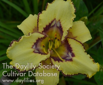 Daylily The King's Way