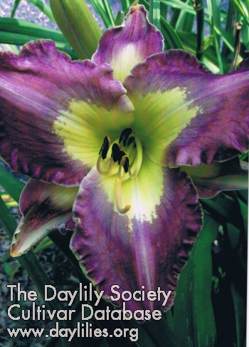 Daylily The Last Flashpoint